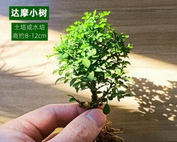 苔藓植物有哪些（常见的苔藓植物介绍）