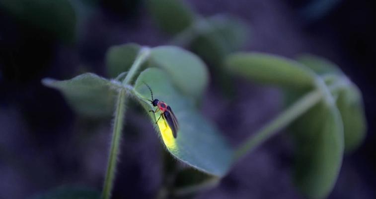 萤火虫吗（萤火虫养殖方法与技术）