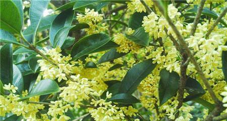 桂花树种什么时候种（有关桂花树种植时间和方法）