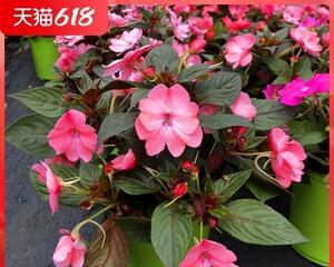 非洲凤仙花怎么养才好（非洲凤仙花养护要点）