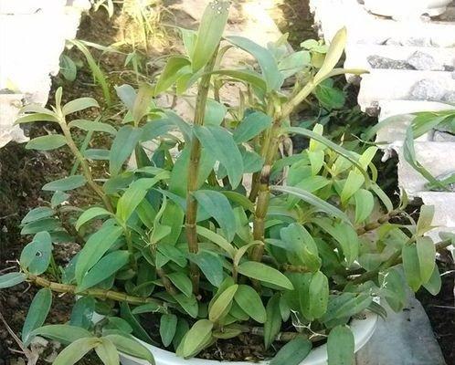 家庭怎样栽种石斛（关于石斛的种植方法和技巧）