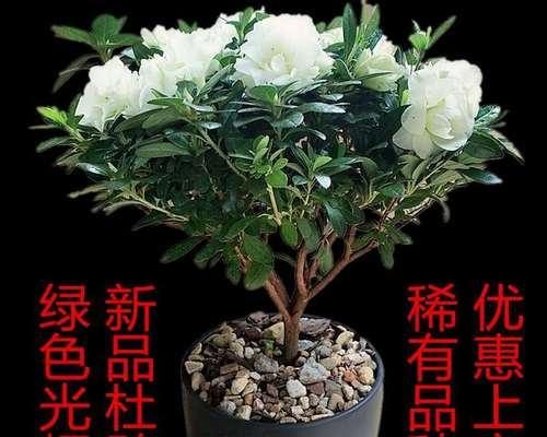 杜鹃花品种有多少（常见杜鹃的品种大全）