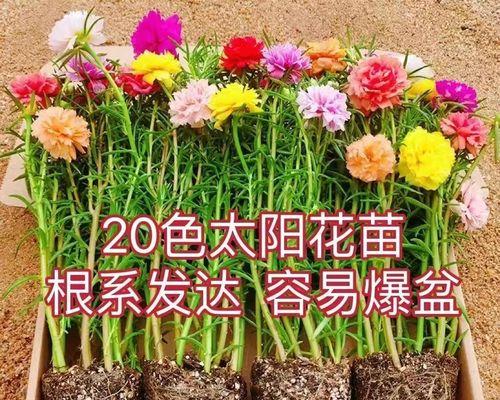 太阳花几月份开花结果（有关太阳花的养护步骤）