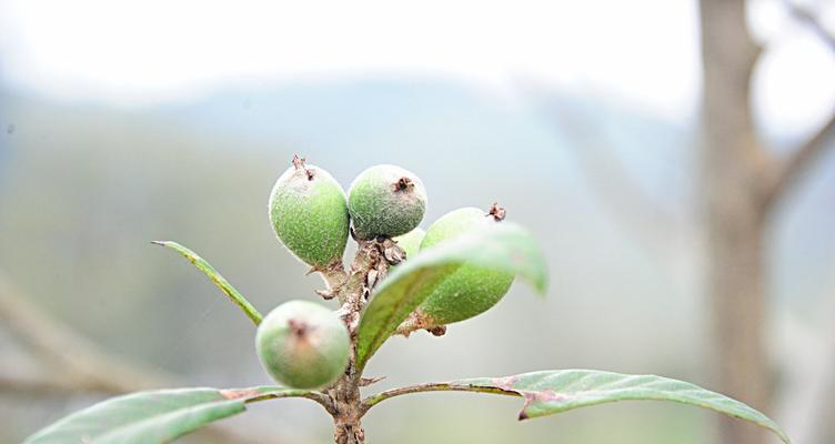 枇杷的种子怎么种出苗（枇杷种子种植方法和注意事项）