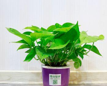 常绿盆栽植物有哪些（适合室内养的植物大全）