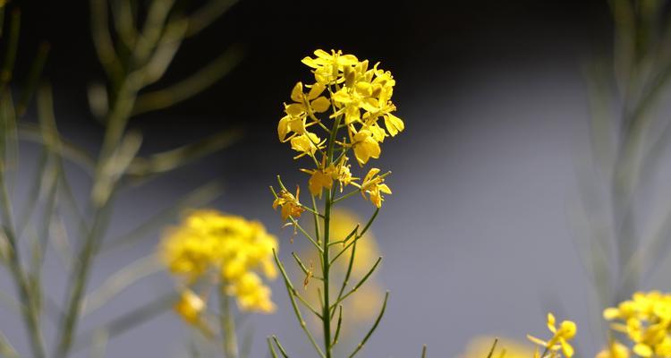 故乡之花——追忆的芬芳（以桃花为主题的故乡花语）