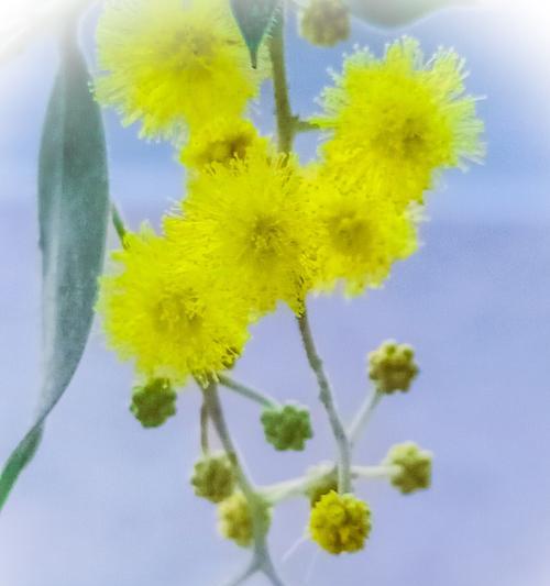 闺蜜友谊的花语之秋叶花（以秋叶花为象征的闺蜜友谊）