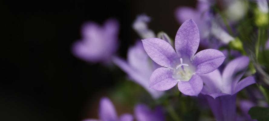 害羞花语解读——探索花朵中的内向之美（内敛）