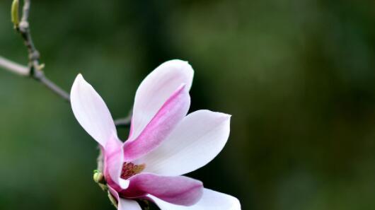 以迷迭香花的花语“好想你”为主题的文章（迷迭香花的花语与思念之情）