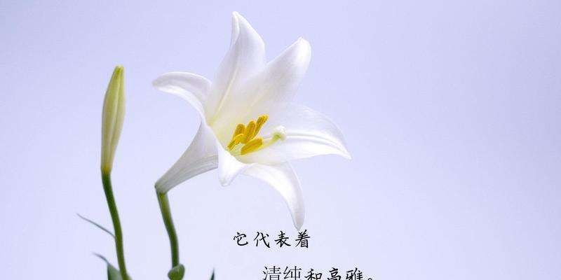 后悔之花（花语中的后悔）