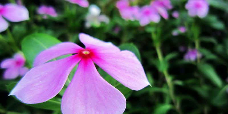 以牵牛花为主题的坚韧花语（坚持）