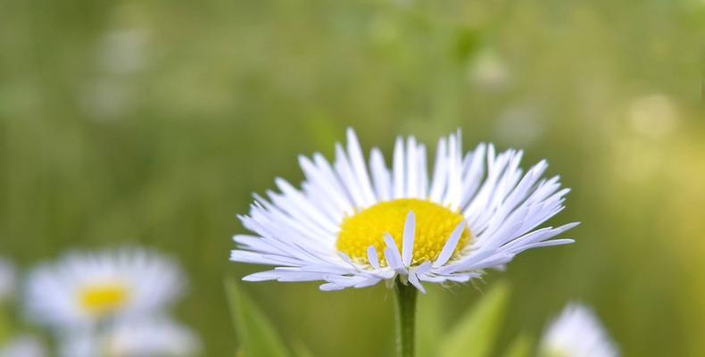 解脱的花语——以白莲花为主题（摆脱束缚）