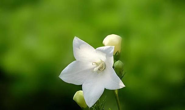 解脱的花语——以白莲花为主题（摆脱束缚）