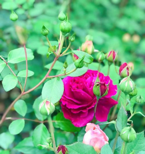 宽恕之花（探寻百合花的花语与宽恕之道）