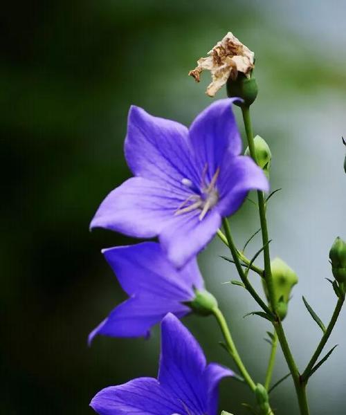 离别之花——悲伤告别的花语（凋零唤回的梅花）