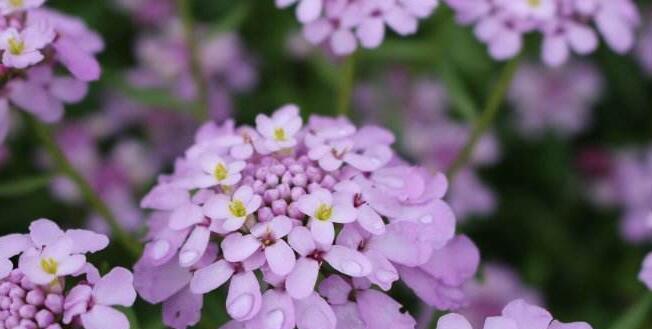 轮回之花（以樱花为主题的花语与轮回的深意）