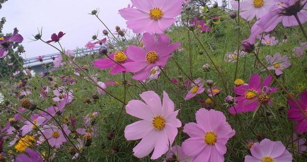 平安归来，花开迎春（祝福之花语与平安回家）