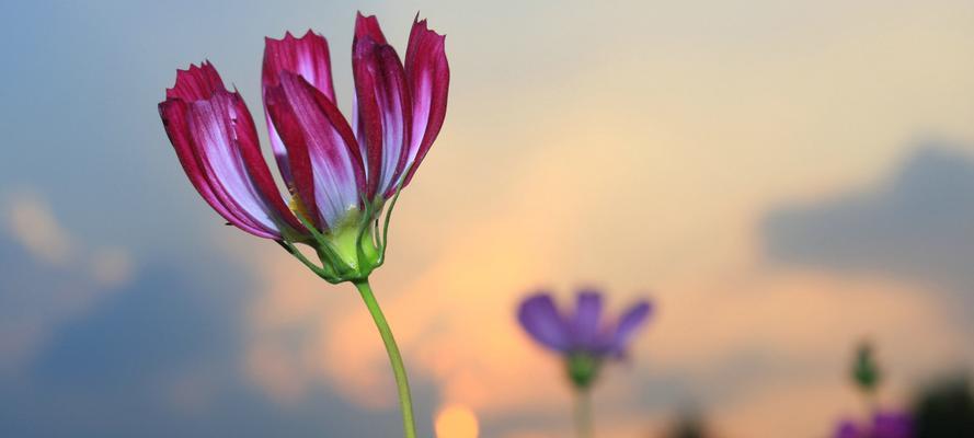 平淡简单之美——以菊花为主题的花语（探寻菊花的平淡之美）