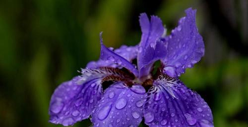 平淡简单之美——以菊花为主题的花语（探寻菊花的平淡之美）