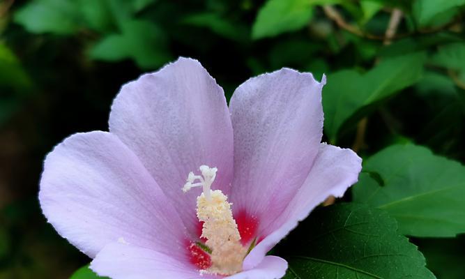 玫瑰花的花语（玫瑰花的双重力量和情感魅力）