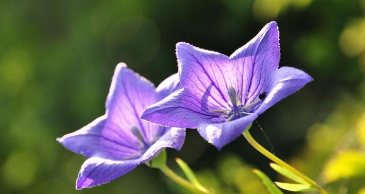 热爱之花（百合花——热爱的象征）