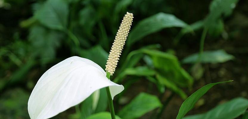 善良的花语——百合花的美丽传递（用百合花演绎善良之美）