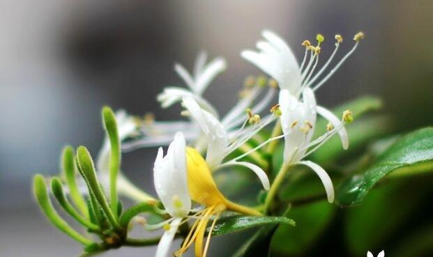 神秘冷漠的花语——银莲花的心思（凝视虚无的银莲花）