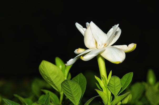 以郁金香的花语守护一生（用花的语言表达永恒的爱）