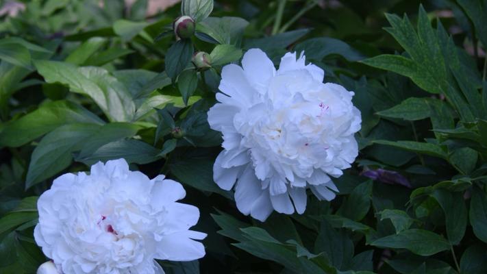 思念之花（百合花语传递的思念与温馨）