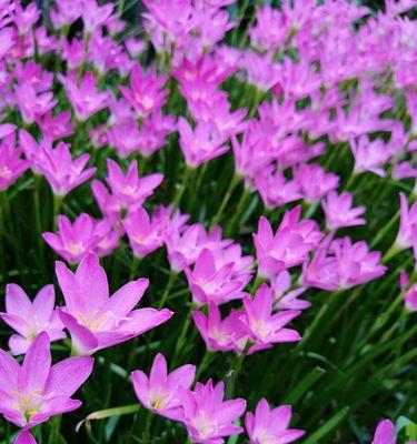 顽强不屈的花朵——玫瑰花（力量）