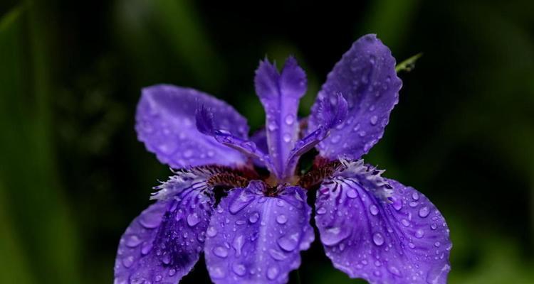 晚安之花，梦幻的花语（以月季花为主题的花语）