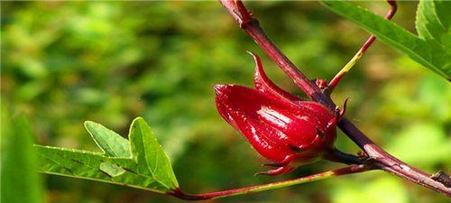 无法得知的花语——以什么花的花语无法掌握（探究神秘花语背后的未知领域）