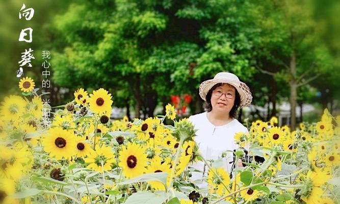 向阳而生的花语——以向日葵为例（阳光）