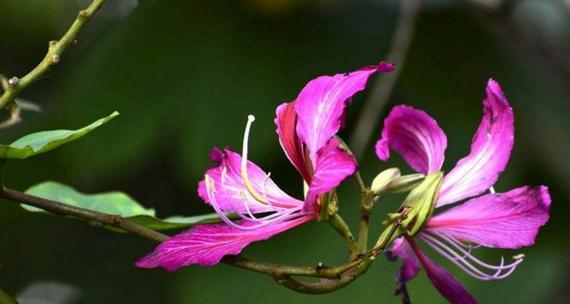 以菊花的花语为主题的新的开始（以花朵之语寄托希望与改变）