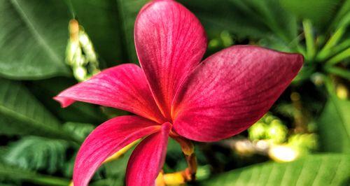 新生之花的花语（以新生为主题的花语及其寓意）