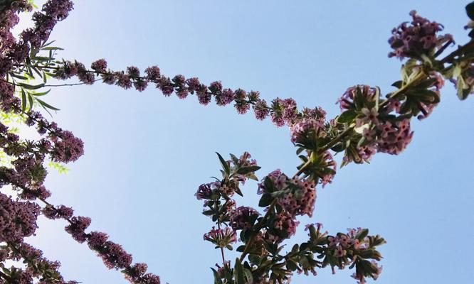 以百合花为主题的花语——信仰的力量（百合花的花语及其象征信仰的意义）