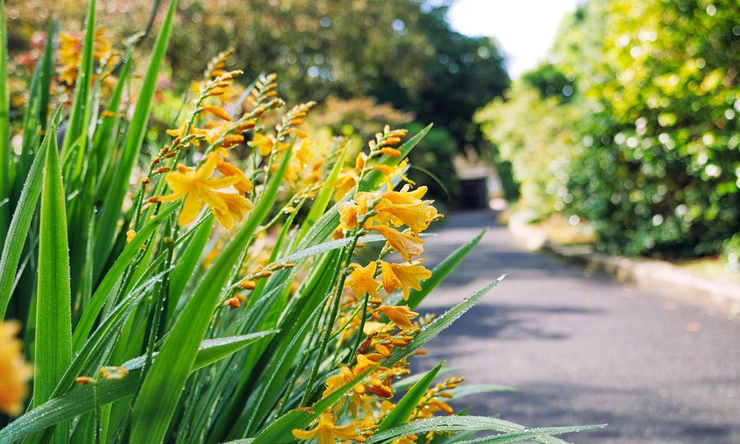 以百合花为主题的花语——信仰的力量（百合花的花语及其象征信仰的意义）