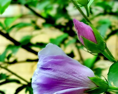 永恒之花的花语探究（以玫瑰花为例）