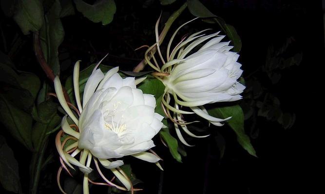 永恒的守护——以百合花的花语为主题（百合花的花语及其象征的守护之意）