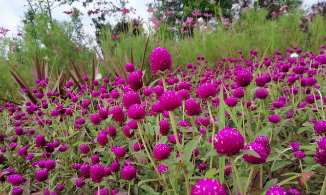 永恒友谊的花语（以康乃馨为代表的花语）