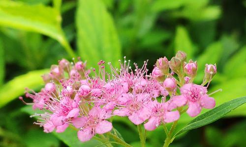 遇见——以蓝色风信子花语为主题的文章（蓝色风信子）