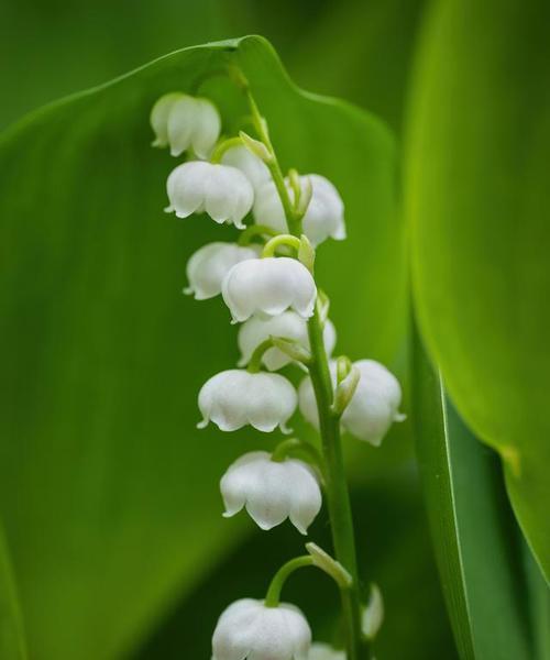 珍惜生命之花——康乃馨的花语（探寻康乃馨背后的珍贵寓意）