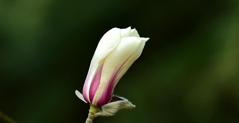 挚友如春花花语暖人心（以百合花为纽带亲密无间的友谊）