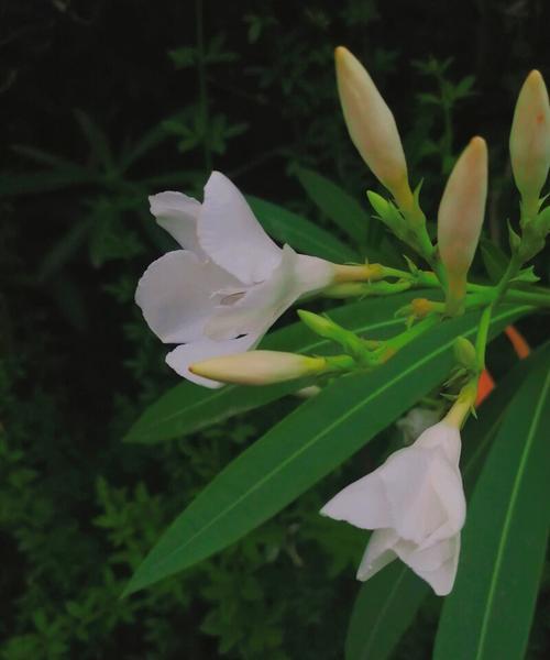 挚友如春花花语暖人心（以百合花为纽带亲密无间的友谊）