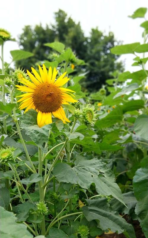 忠诚之花——康乃馨的花语（康乃馨）