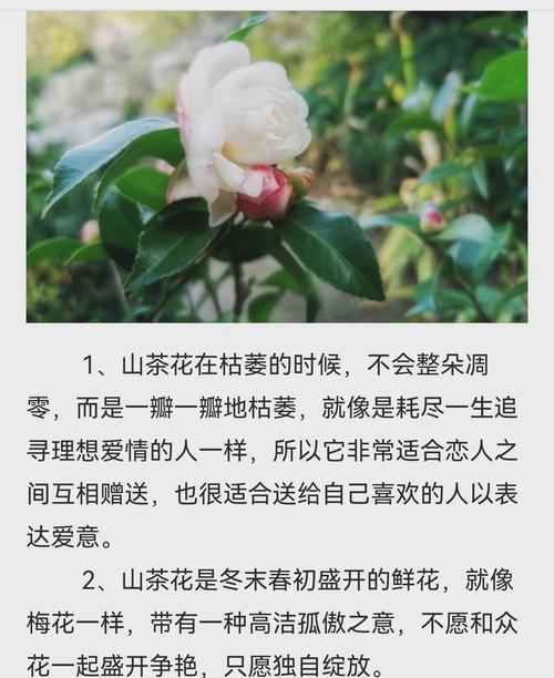 以玫瑰花的花语为主题的文章（玫瑰花的花语表达专一的爱）