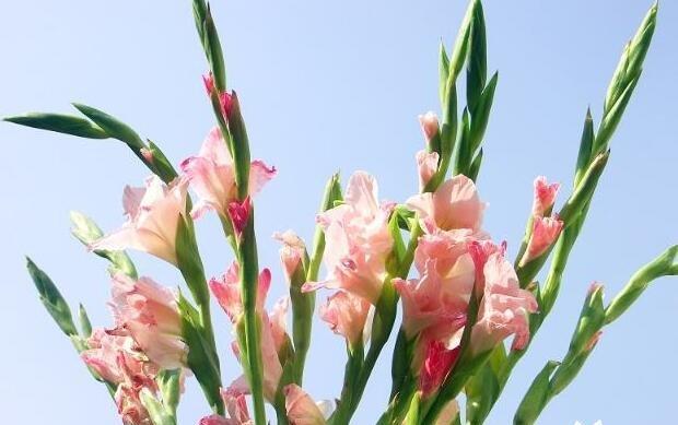 自私的花朵——以水仙花的花语为主题的探讨（以水仙花为象征）