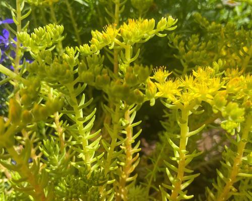 以水草开花预示着什么意思（探索水草开花的神秘之谜）