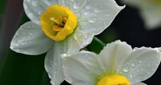 水仙花之美（倾听水仙花的声音）