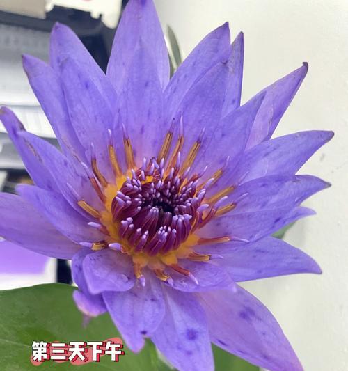 睡莲之花的寓意与象征（探寻睡莲花开的神秘之美）